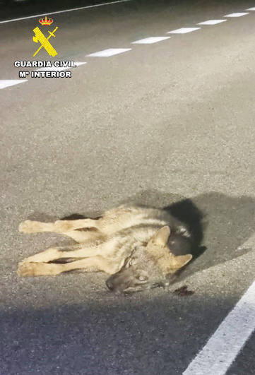 El ejemplar de lobo atropellado en una carretera de Palencia