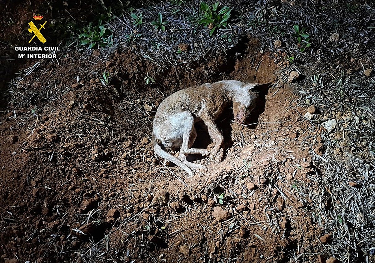 Investigan en Castellar de Santiago al dueño de un perro por matarlo a golpes con un objeto contundente