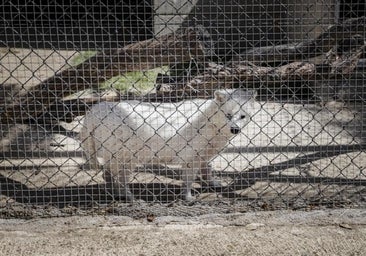 A juicio un youtuber por estafa tras recaudar donaciones para operar a animales heridos