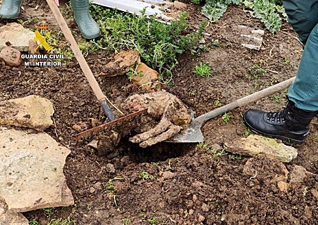 Imagen secundaria 1 - Investigan a un ganadero por dejar morir a multitud de animales por falta de agua, comida y cuidados en Guadalajara