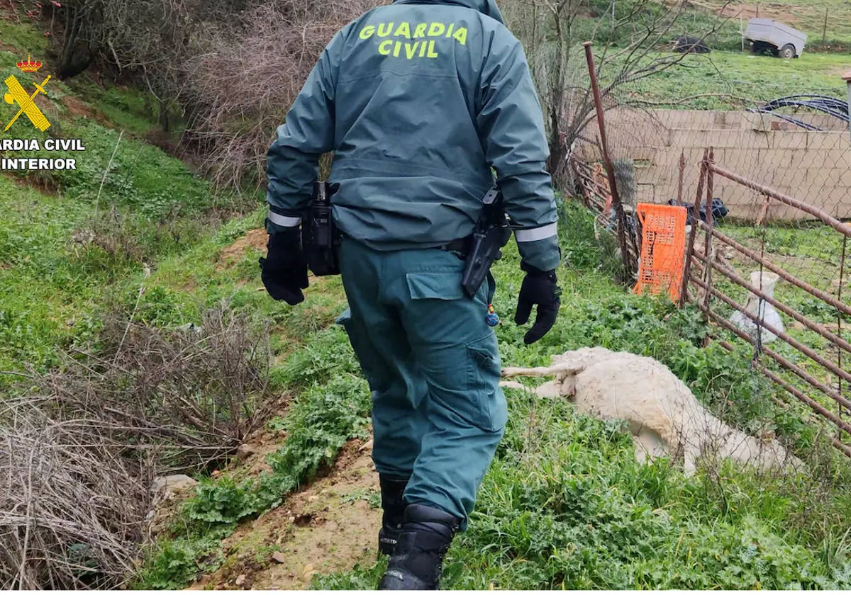 Los animales no recibían comida, agua ni cuidados higiénicos-sanitarios