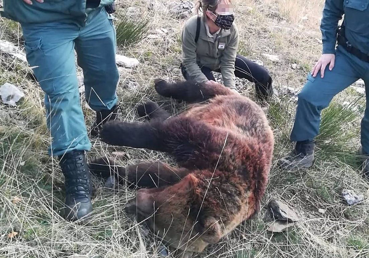 El ejemplar de oso pardo abatido en la Montaña Palentina en noviembre de 2020