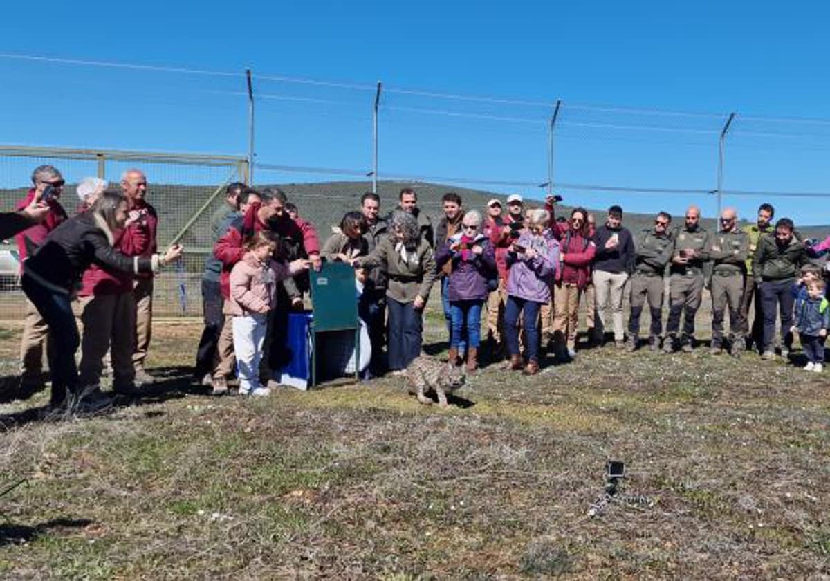 &#039;U2Nava&#039;, primer lince suelto en Cabañeros para crear un corredor que siga recuperando la especie