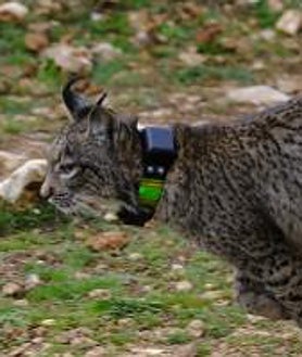 Imagen secundaria 2 - Úrsula y Uka fueron liberadas en la Sierra de Arana por una selección genética, que se hace para saber a qué comunidades tienen que ser integrados para así garantizar la supervivencia de la especie en el entorno.