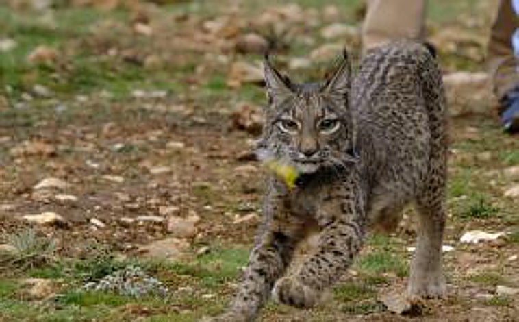 Imagen principal - Úrsula y Uka fueron liberadas en la Sierra de Arana por una selección genética, que se hace para saber a qué comunidades tienen que ser integrados para así garantizar la supervivencia de la especie en el entorno.
