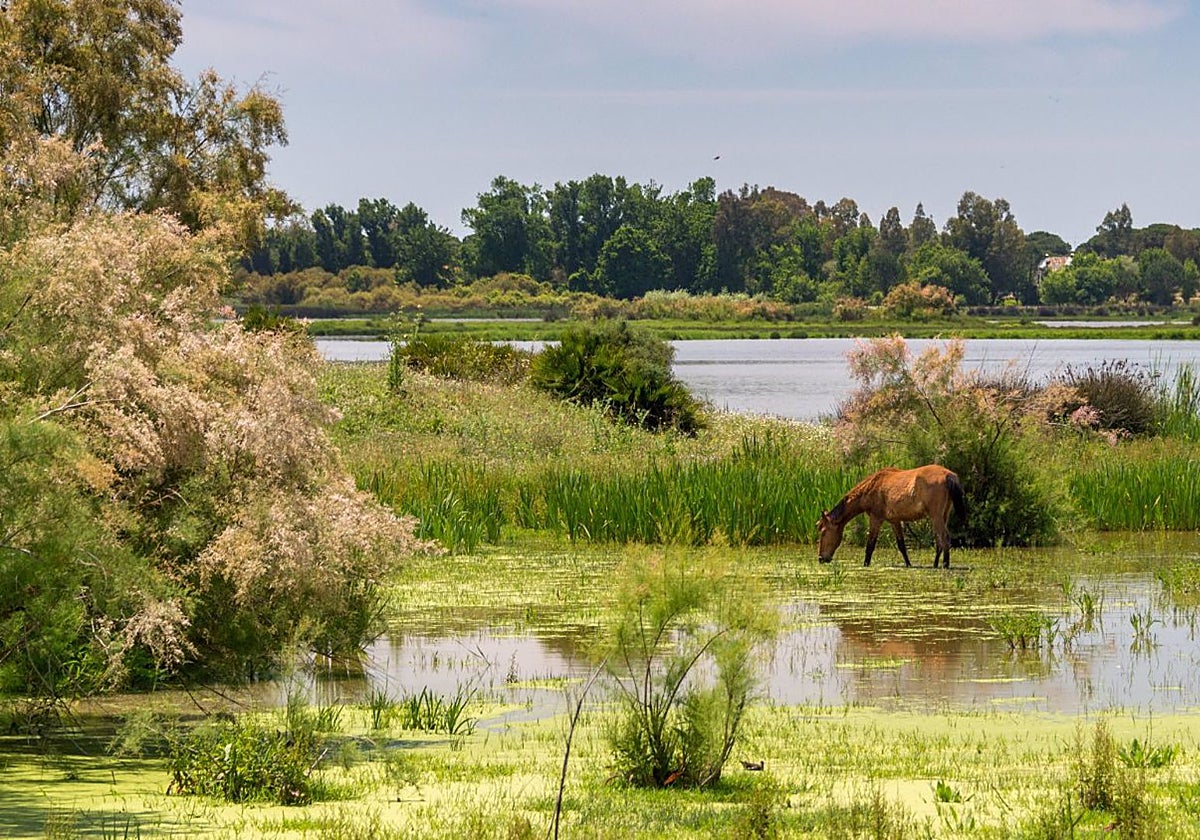 Parque Nacional de Doñana