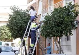 Sale a contratación la 'hoja de ruta' para ocupar con árboles 8.000 alcorques vacíos en Córdoba