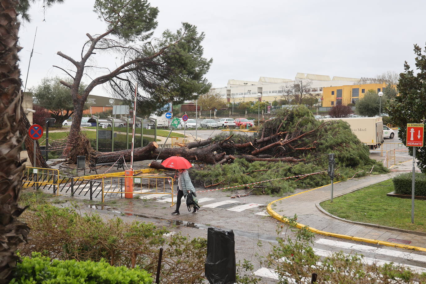 Fotos: los estragos de la lluvia y el viento en Córdoba