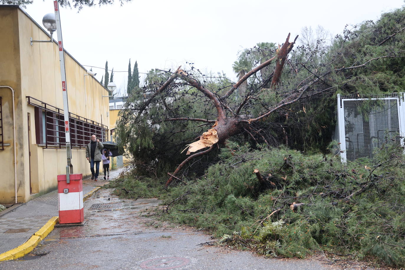 Fotos: los estragos de la lluvia y el viento en Córdoba