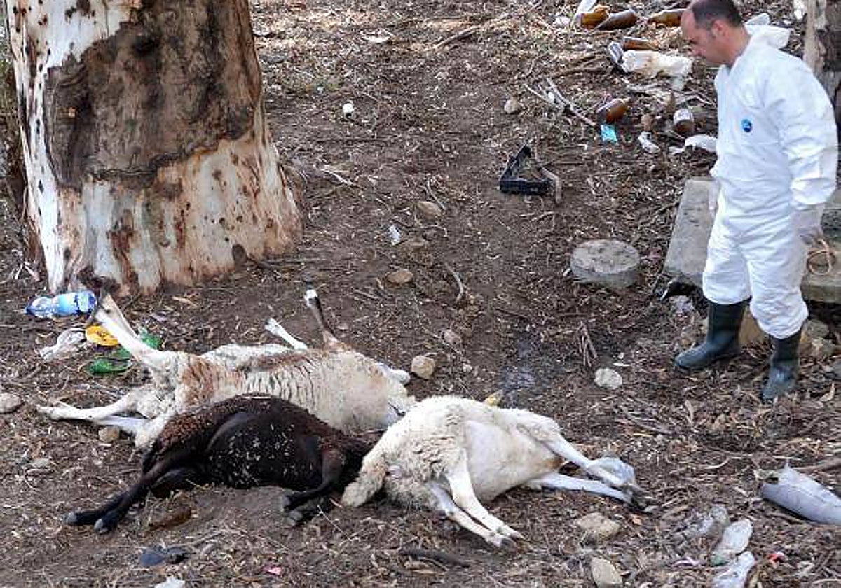 Ovejas muertas en una imagen de archivo