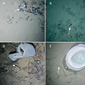 Encuentran basura submarina en el monte del Banco de la Concepción, un área protegida
