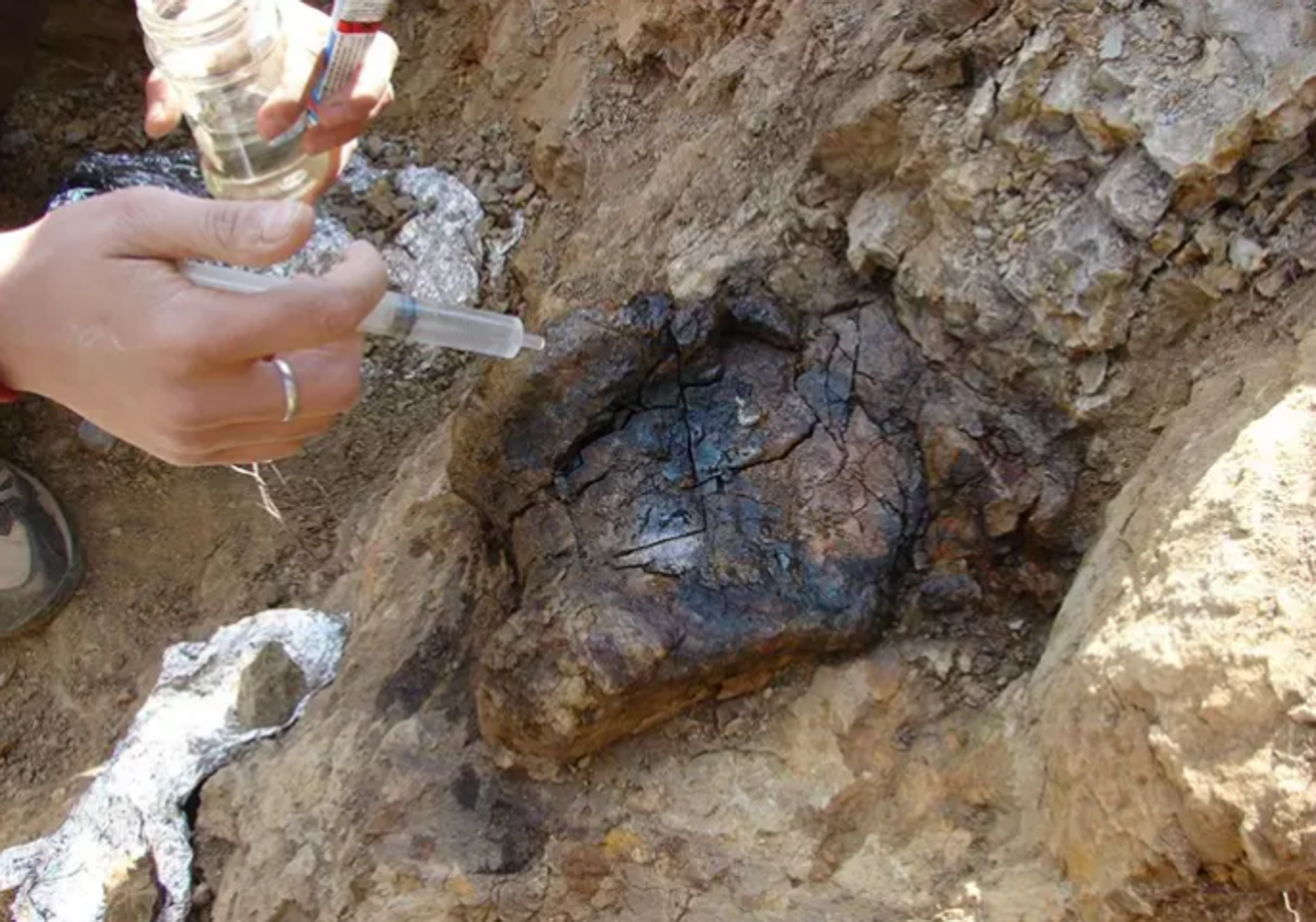 Imagen del diente del dinosaurio Protathlitis hallado en Morella (Castellón)