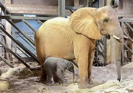 El impactante vídeo del parto de una cría de elefante en Valencia: un «bebé» de 100 kilos