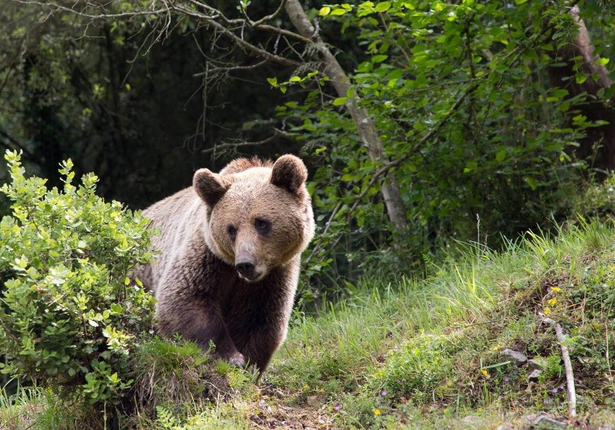 Ejemplar de oso pardo
