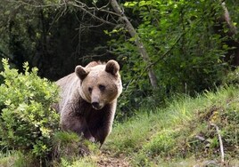 ¿Cuántos osos hay en la Cordillera Cantábrica?
