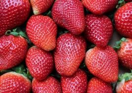 Agricultores españoles denuncian la segunda detección de hepatitis A en fresas de Marruecos en sólo once días