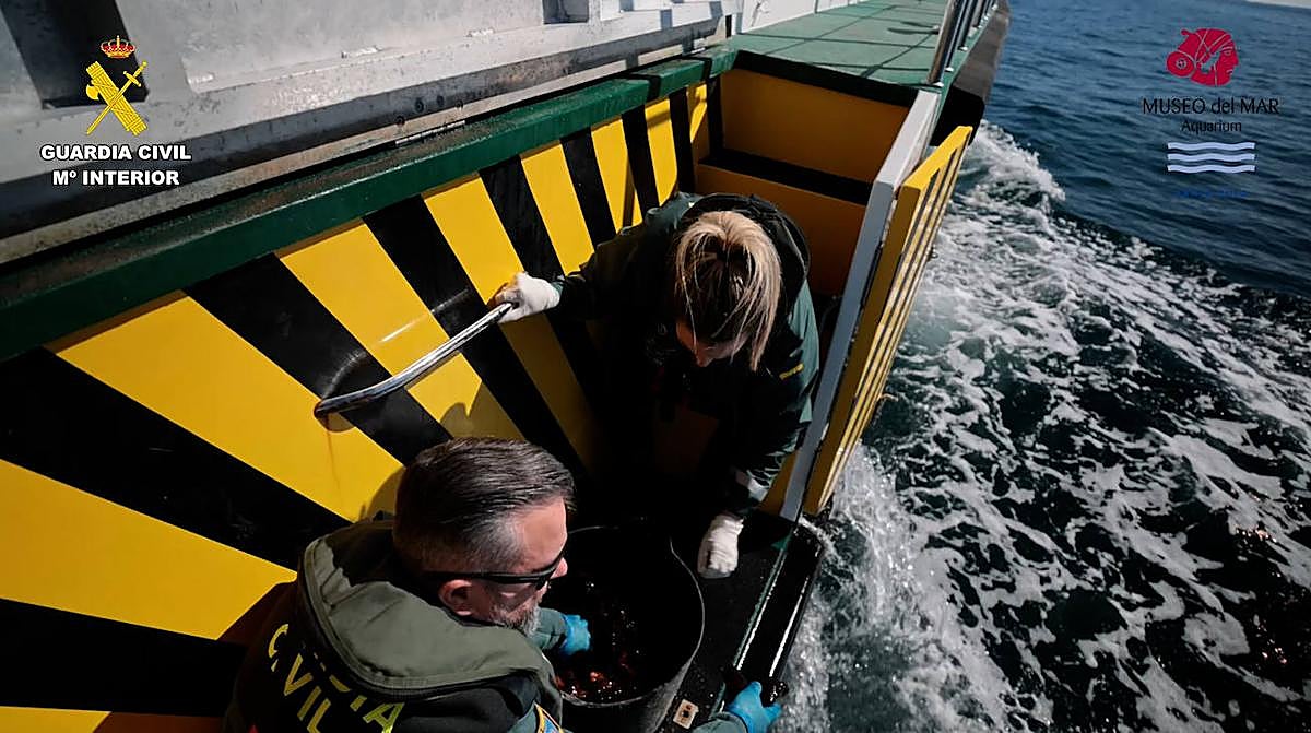 Imagen de la suelta de los pepinos de mar por parte de la Guardia Civil