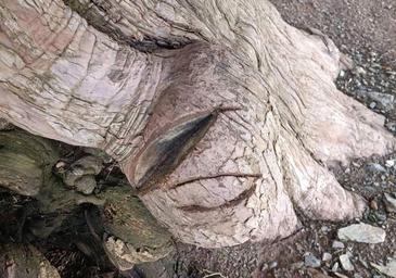 Sorprendido con una sierra cortando las raíces de un tejo milenario en El Bierzo