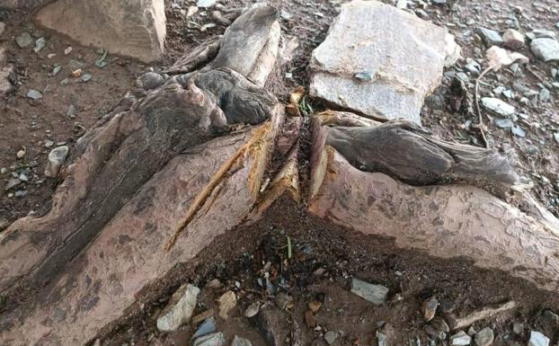 Sorprendido con una sierra cortando las raíces de un tejo milenario en San Cristóbal de Valdueza (León)