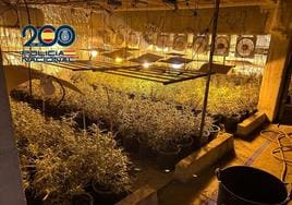 Desmantelan 15 cultivos de marihuana con más de 7.500 plantas dirigidos por un padre y un hijo desde una cerrajería