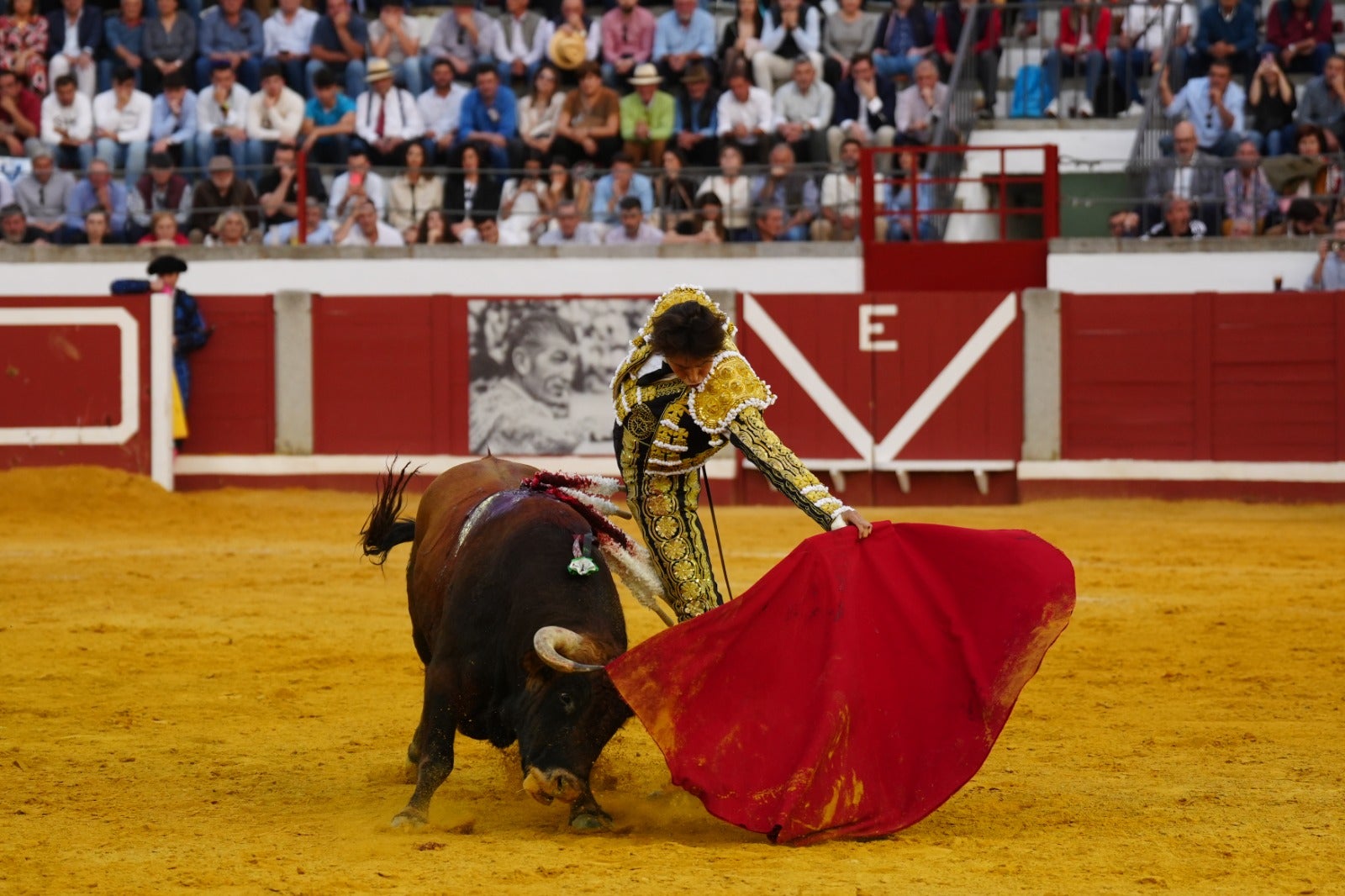 Fotos: pletórica tarde de toros en Pozoblanco con un Roca Rey superior