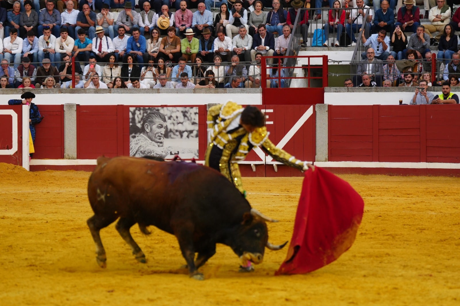 Fotos: pletórica tarde de toros en Pozoblanco con un Roca Rey superior