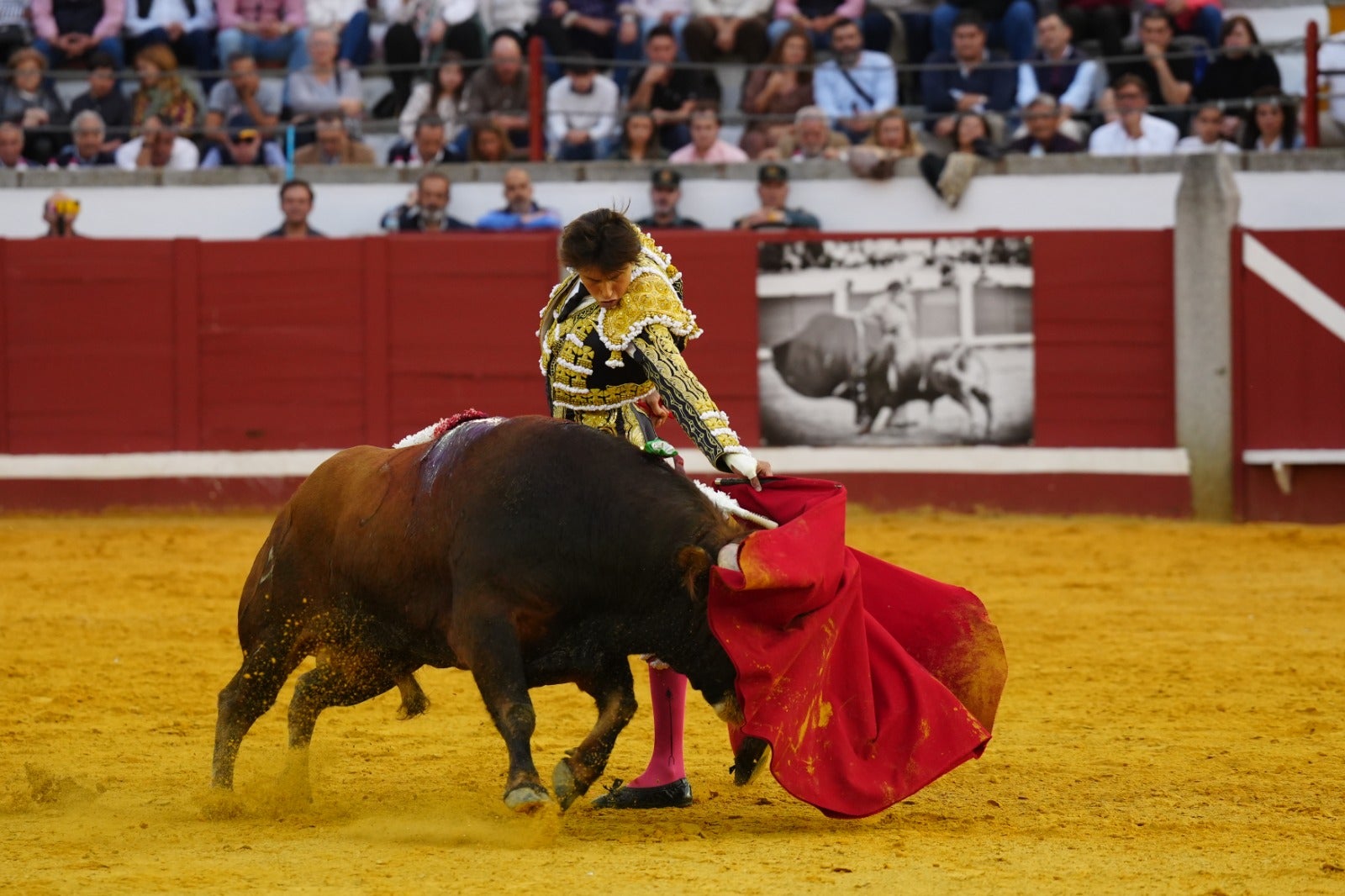 Fotos: pletórica tarde de toros en Pozoblanco con un Roca Rey superior