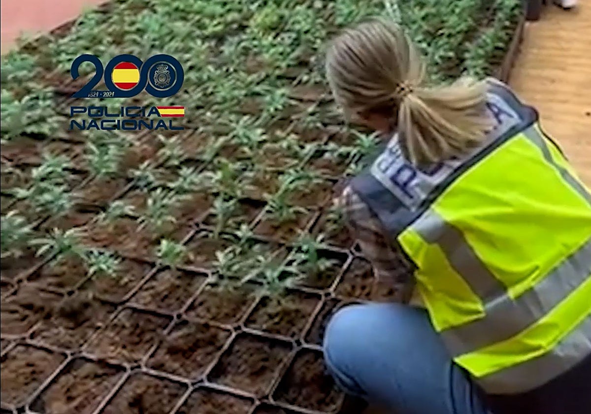 Una agente de la Policía Nacional, en la plantación de esta mafia