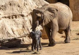 El bebé elefante de Bioparc Valencia comienza a explorar el recinto exterior junto a su madre