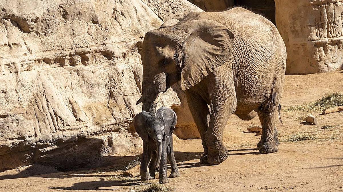 Imagen de la cría de elefante explorando con su madre el recinto exterior de Bioparc