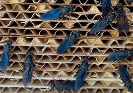Una granja de insectos en Cuenca, premiada por su proyecto de cría de mosca negra soldado con 100.000 euros