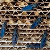 Una granja de insectos en Cuenca, premiada por su proyecto de cría de mosca negra soldado