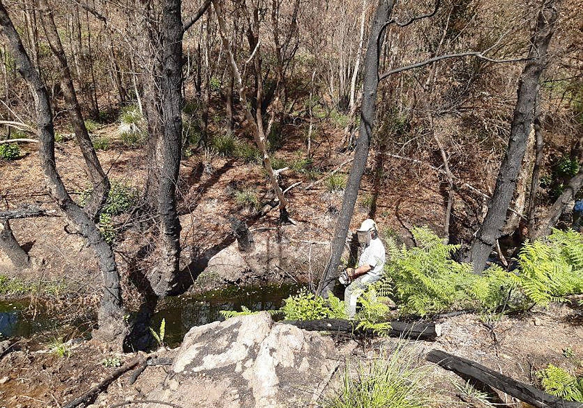 Actuaciones de restauración forestal por parte de la CHD en los cauces de la cuenca afectados por el incendio de la Sierra de la Culebra