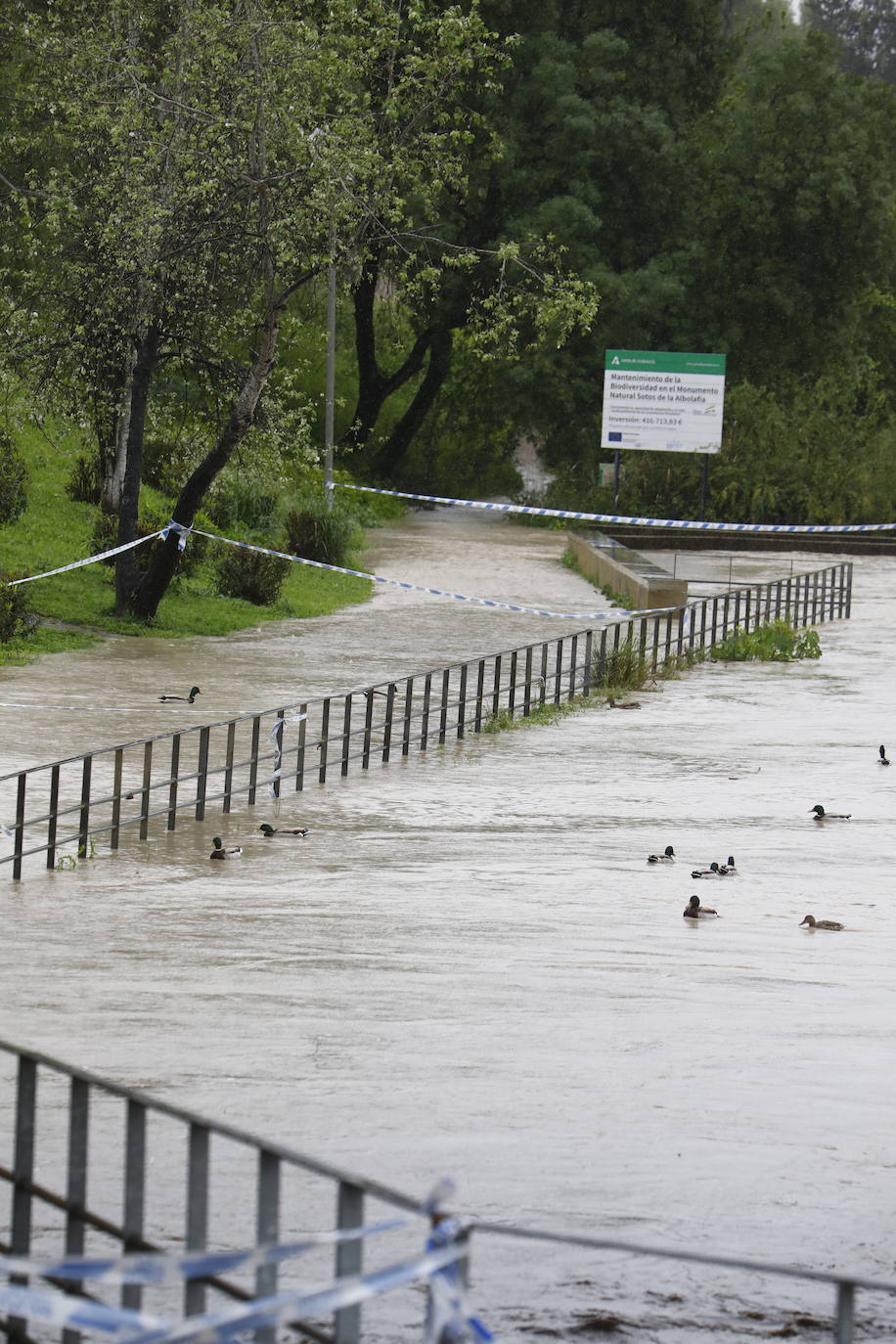 Fotos: la gran crecida del Guadalquivir a su paso por Córdoba