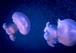 El único acuario de España y de los pocos del mundo que exhibe la medusa gigante del Mediterráneo
