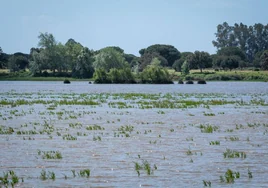 Doñana acumula ya 490 litros de agua por metro cuadrado y superará la media de la última década