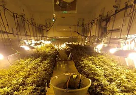 La Guardia Civil detiene a dos personas en Bujalance por cultivar 236 plantas de marihuana