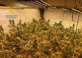 Un consumo de electricidad «desorbitado» guía a la Guardia Civil hasta un cultivo de 251 plantas de marihuana en Alicante