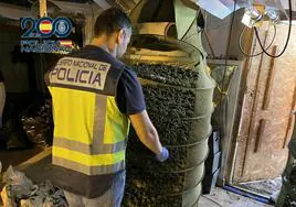 Golpe policial al tráfico de marihuana en Valencia con el desmantelamiento de dos cultivos con 2.500 plantas y 70 kilos de cogollos