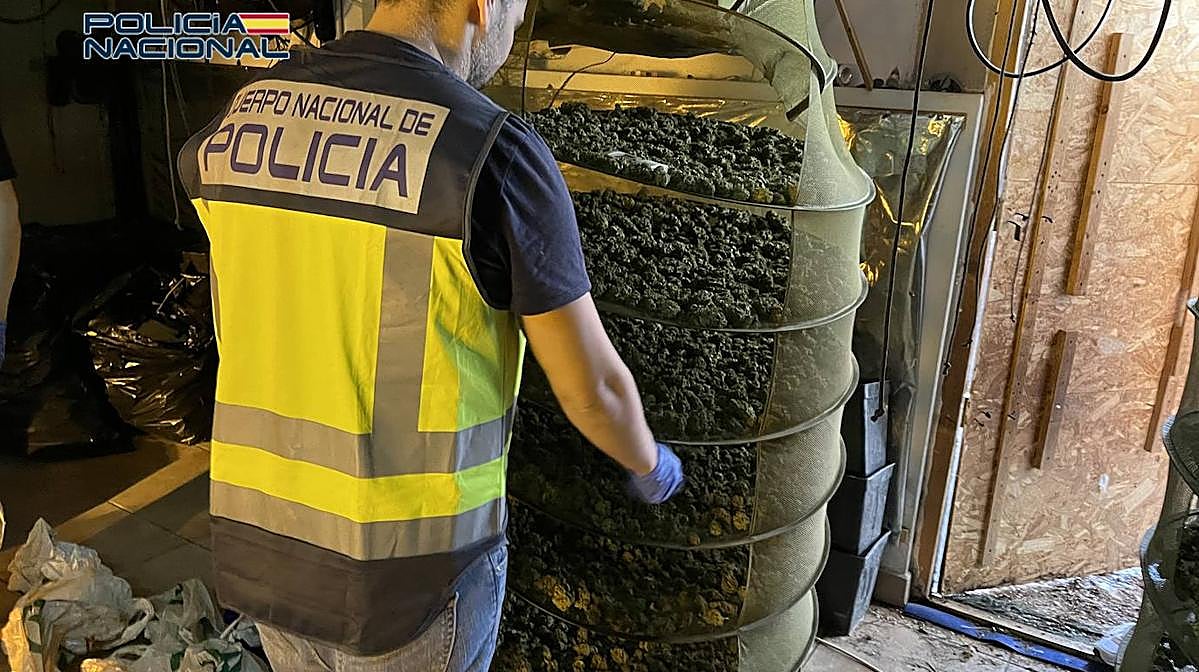 Imagen de los casi 70 kilos de cogollos intervenidos por la Policía Nacional en uno de los operativos
