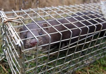 Medio Ambiente realiza controles sectoriales y un seguimiento de las 44 especies invasoras catalogadas en Castilla y León