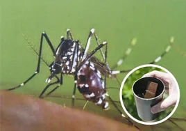 Madrid redobla el control de mosquitos y garrapatas ante el repunte de dengue y otras enfermedades transmitidas por animales