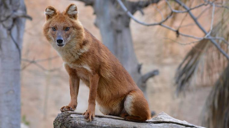 Imagen de un dhole adulto compartida por Tierra Natura