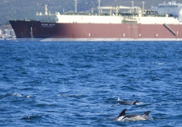 La Inteligencia Artificial, el nuevo aliado de los delfines