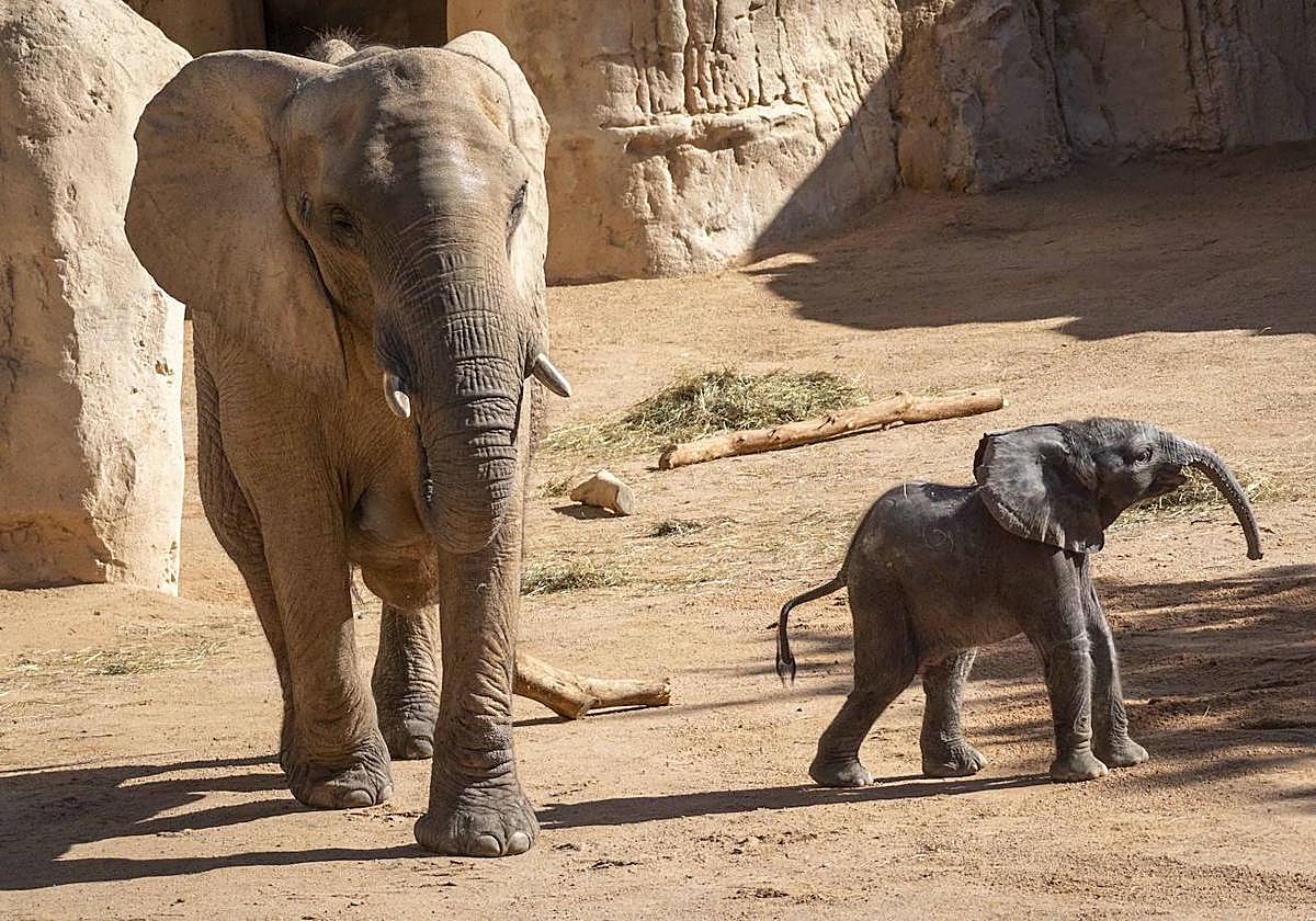 Imagen del pequeño elefante junto a su madre en la zona que recrea la sabana