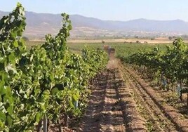 Los vinos DO La Mancha rendirán homenaje a Cervantes con 'Cervanvino 2024' el 18 de abril en Madrid
