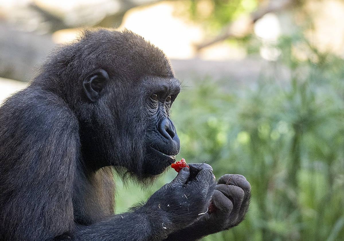 Imagen del gorila Félix comiendo una de las fresas que le han regalado por su cumpleaños
