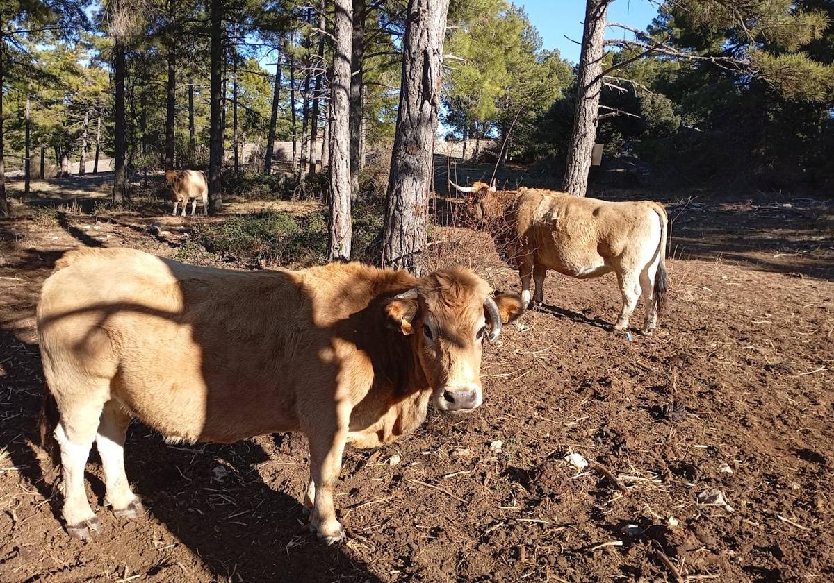 Imagen de los secos pastos a causa de la sequía en los campos de la Comunidad Valenciana