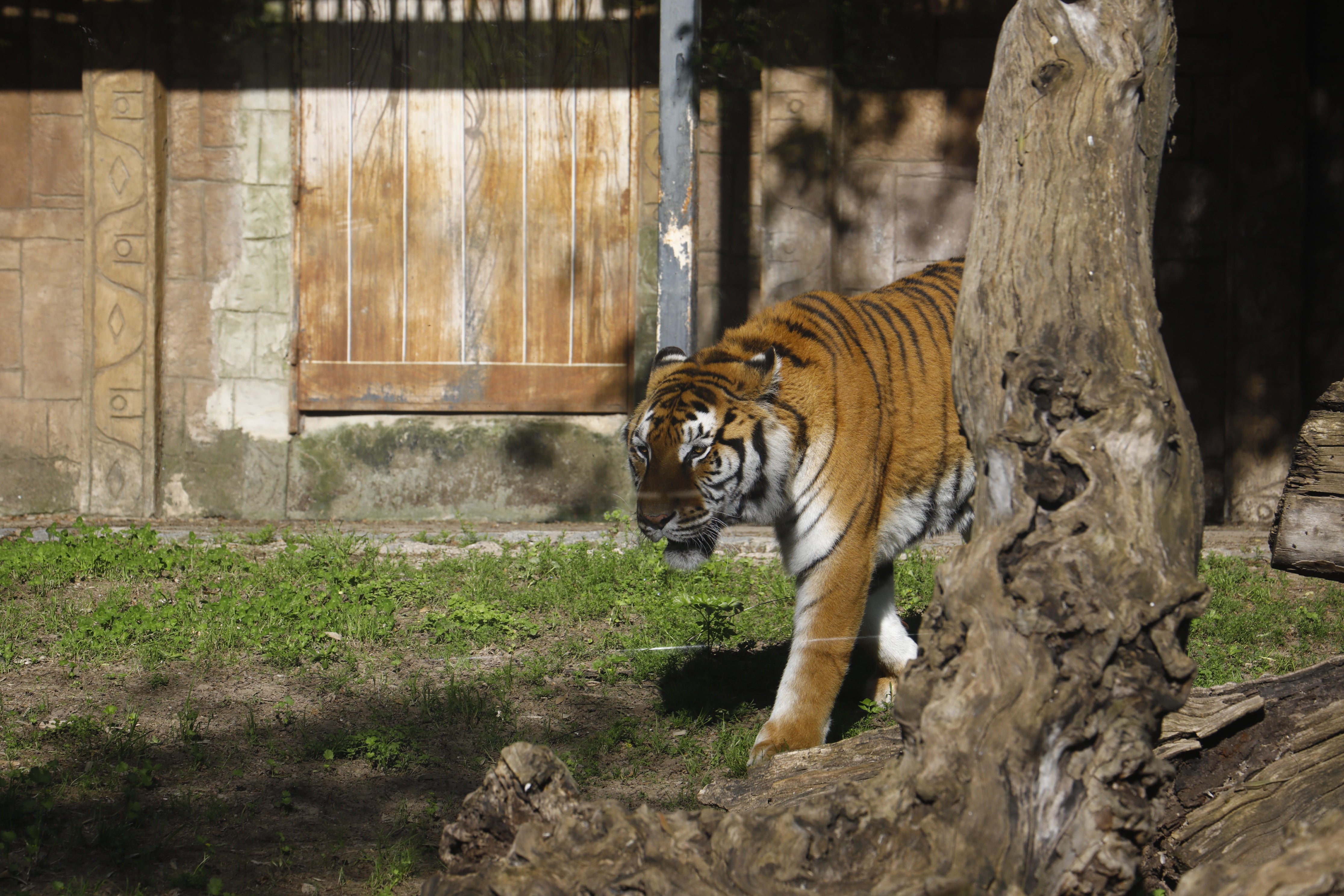 Las imágenes de los nuevos tigres de bengala del Zoo de Córdoba