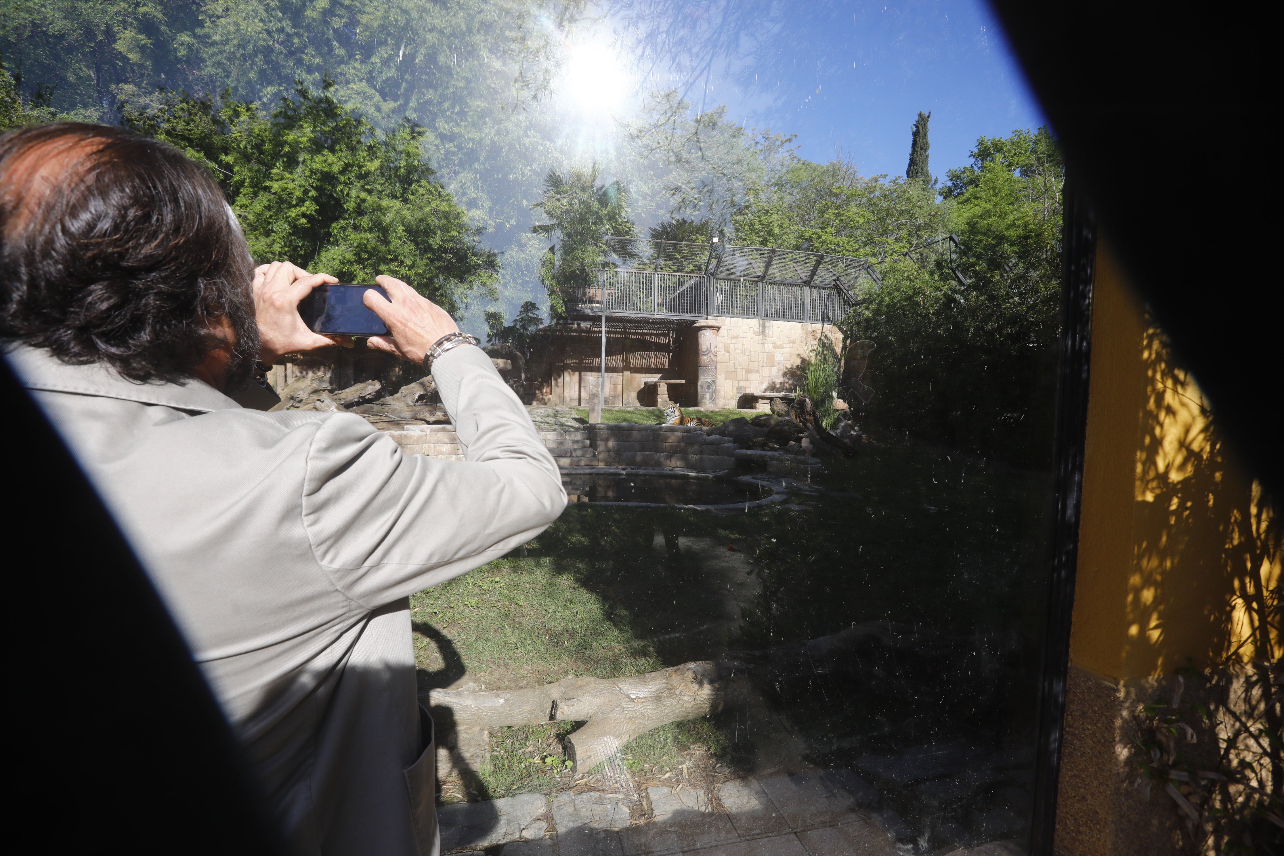 Las imágenes de los nuevos tigres de bengala del Zoo de Córdoba